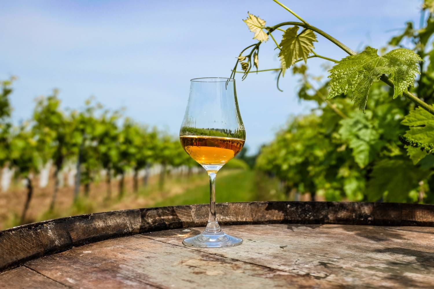 Cognac, Cannelé, ou les deux ?