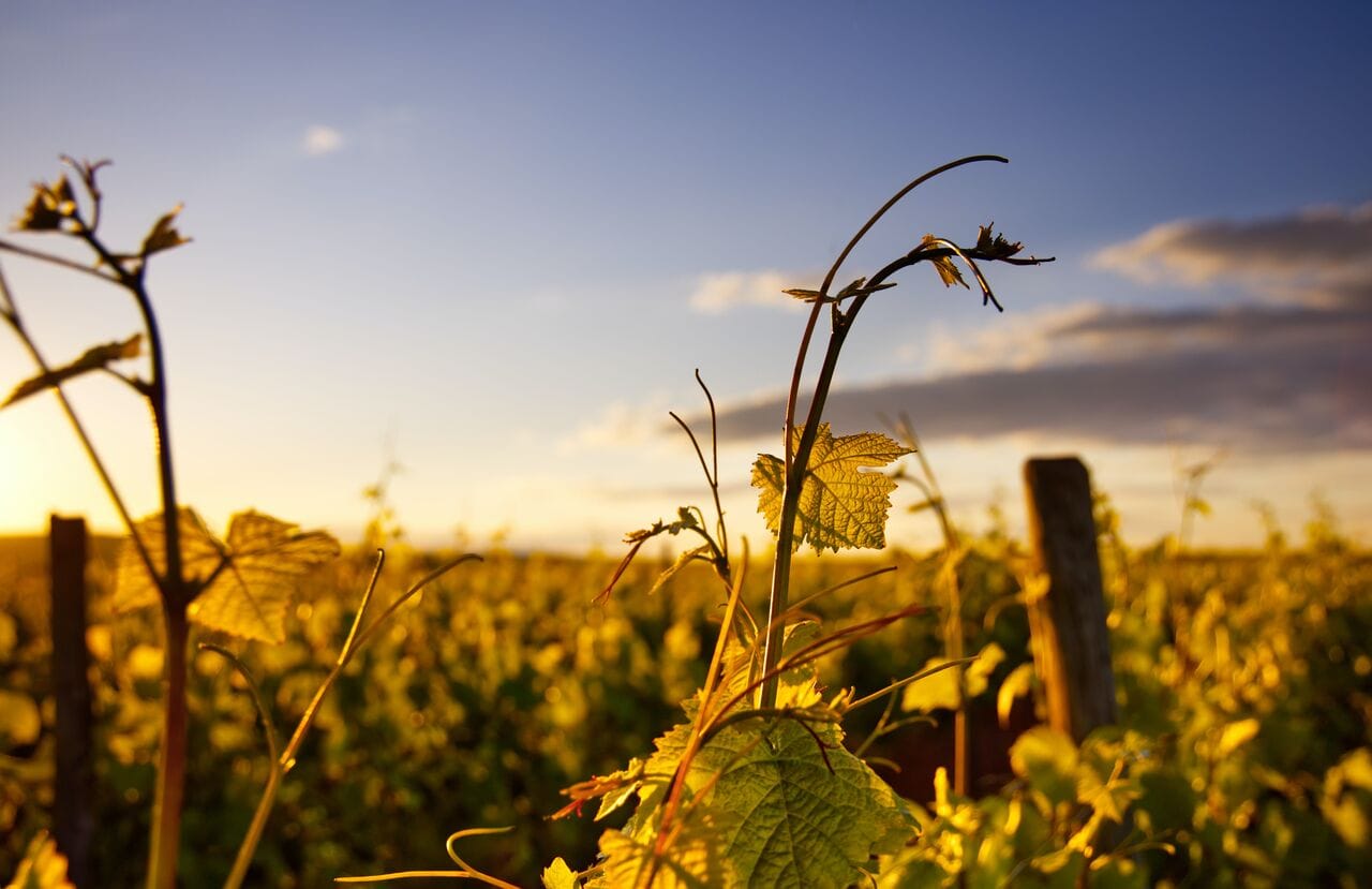 Wine Paris & Vinexpo Paris 2024 : une édition capitale qui va plus loin