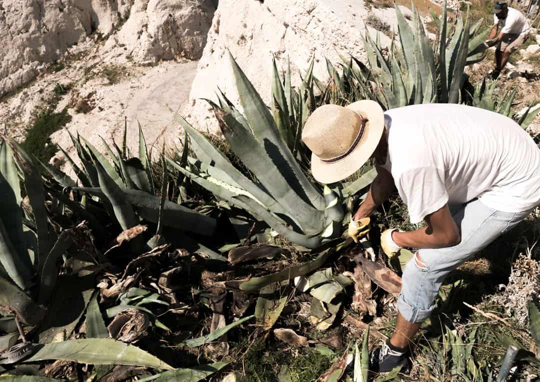 Josiane : l'agave made in Marseille