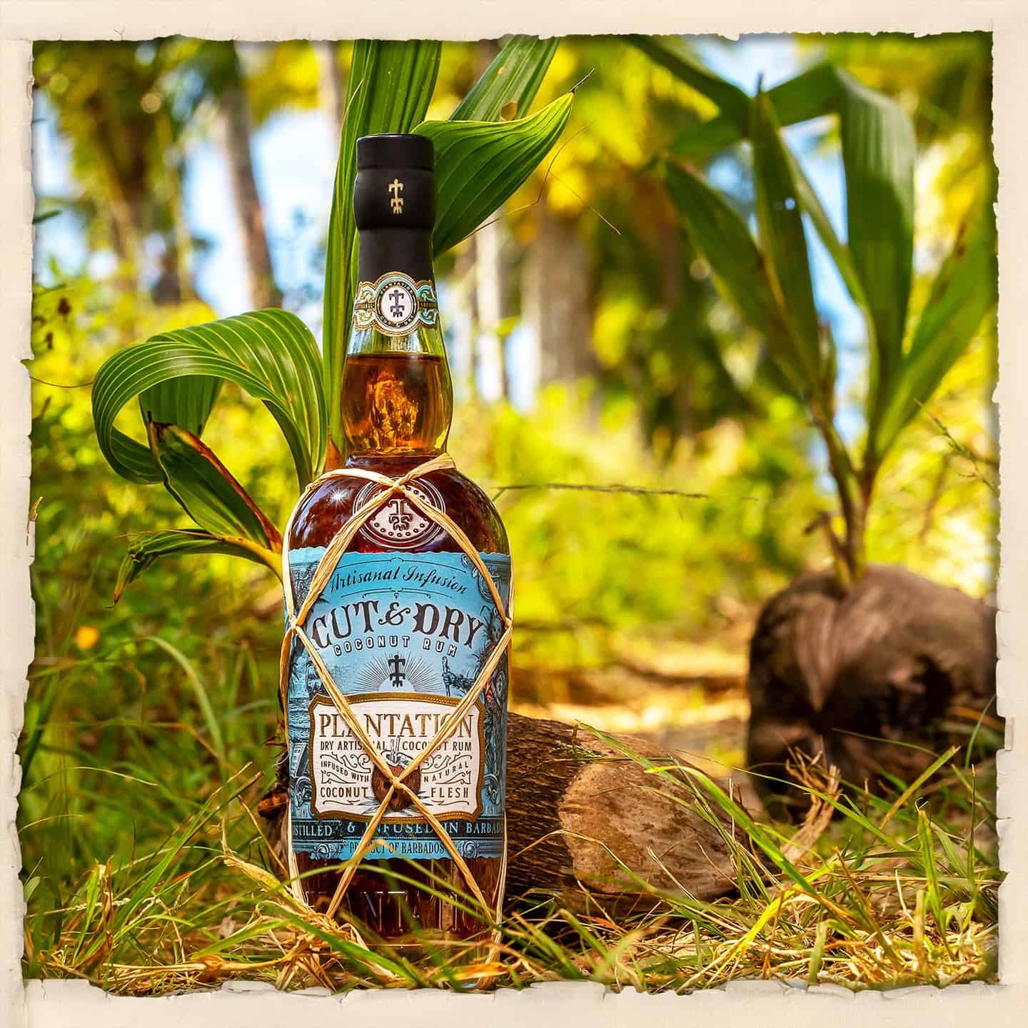 Plantation lance Cut & Dry, un Coconut Rum !