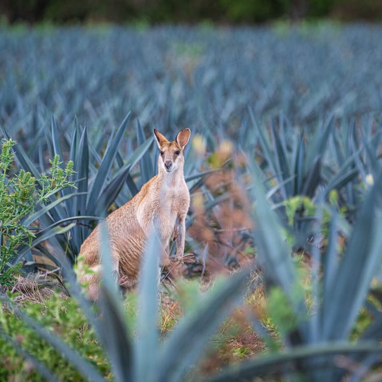 Des Agaves au Pays des Kangourous