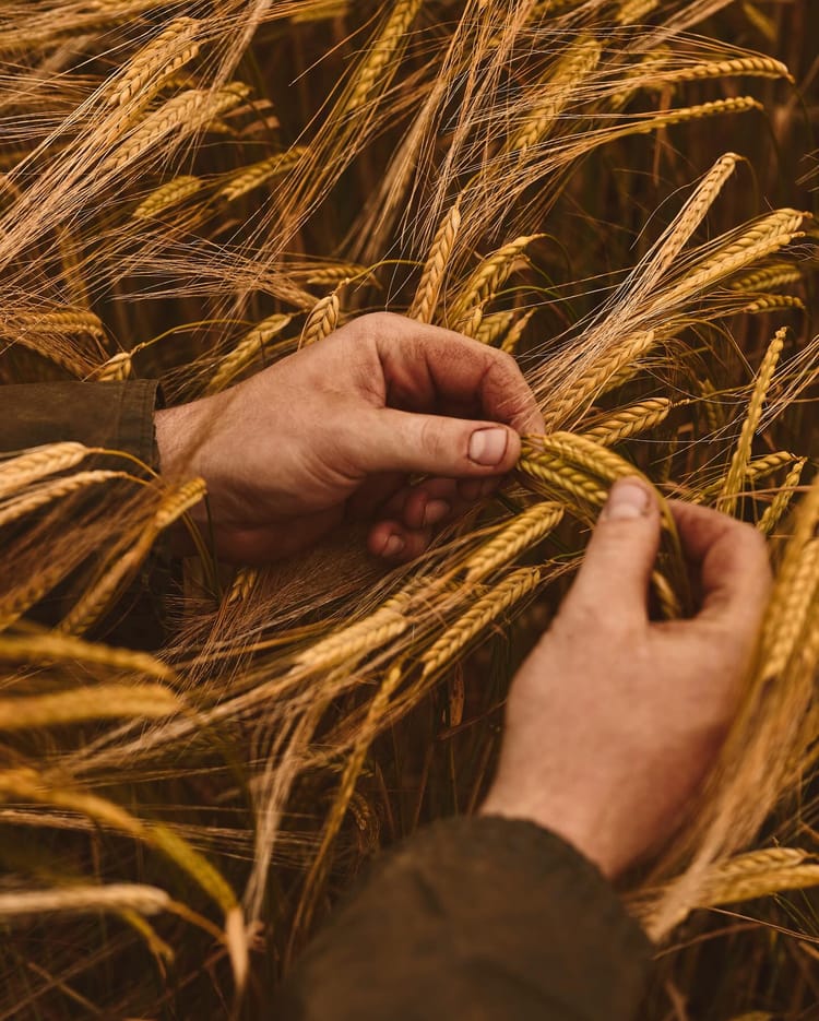 53 nuances de malt