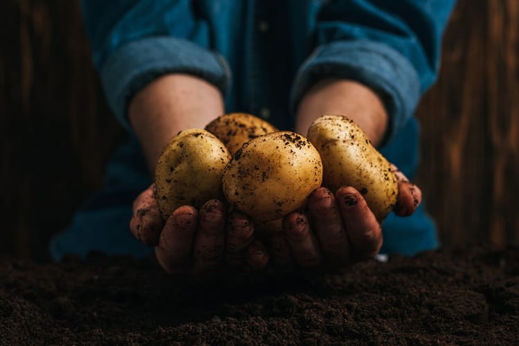 Avec ou sans patates ?