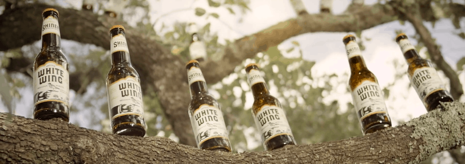 Shiner White Wing : Feeding & Car